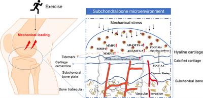 Exercise improves subchondral bone microenvironment through regulating bone-cartilage crosstalk